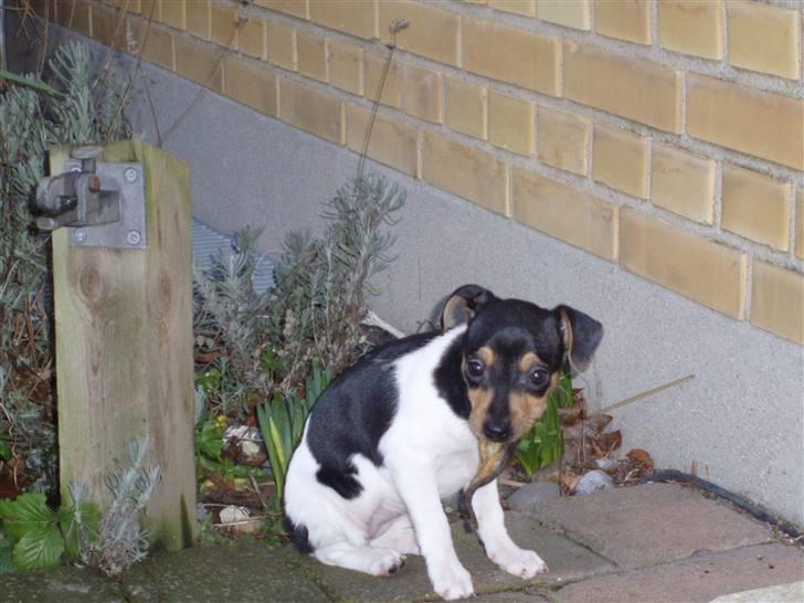Dansk svensk gaardhund Sola billede 2
