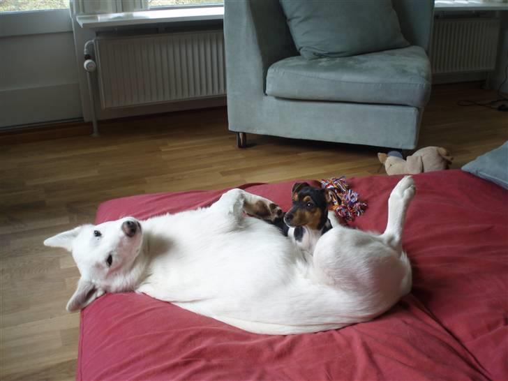 Dansk svensk gaardhund Sola billede 3