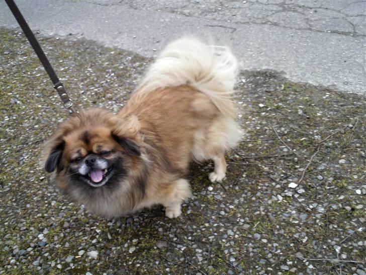 Tibetansk spaniel Iris - Min smukke hund (: desværre kun i en afglans af hendes skønhed :S billede 5