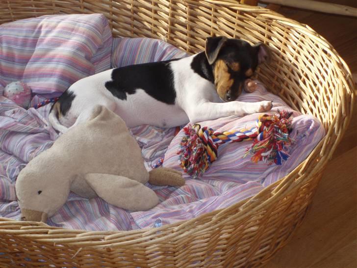 Dansk svensk gaardhund Sola billede 4