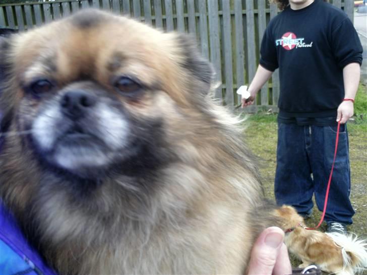 Tibetansk spaniel Iris billede 6