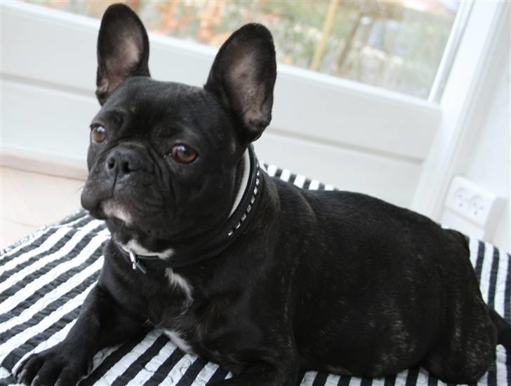 Fransk bulldog Tusnelda billede 10