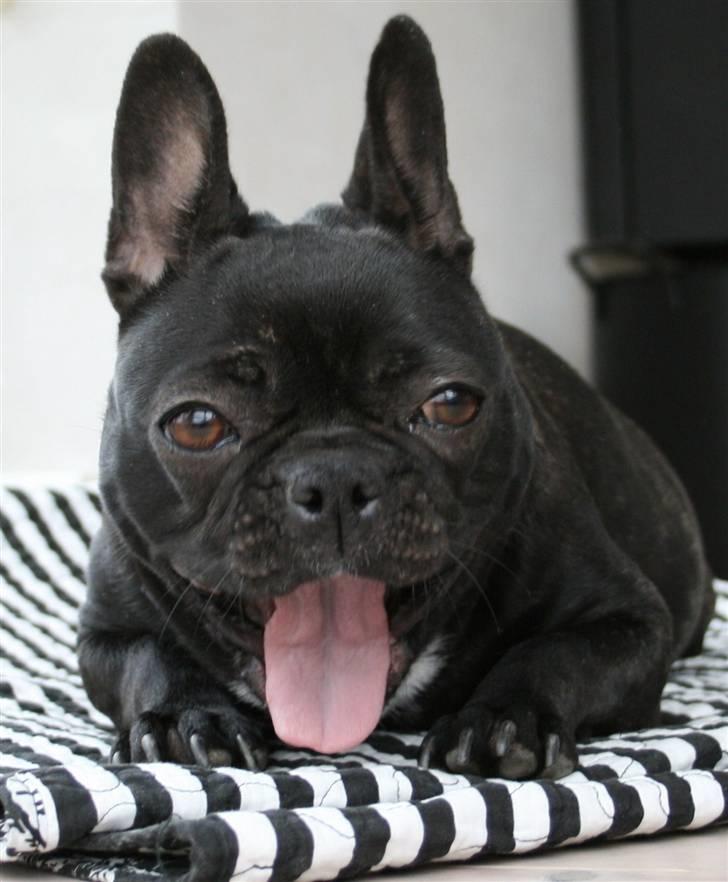 Fransk bulldog Tusnelda billede 11