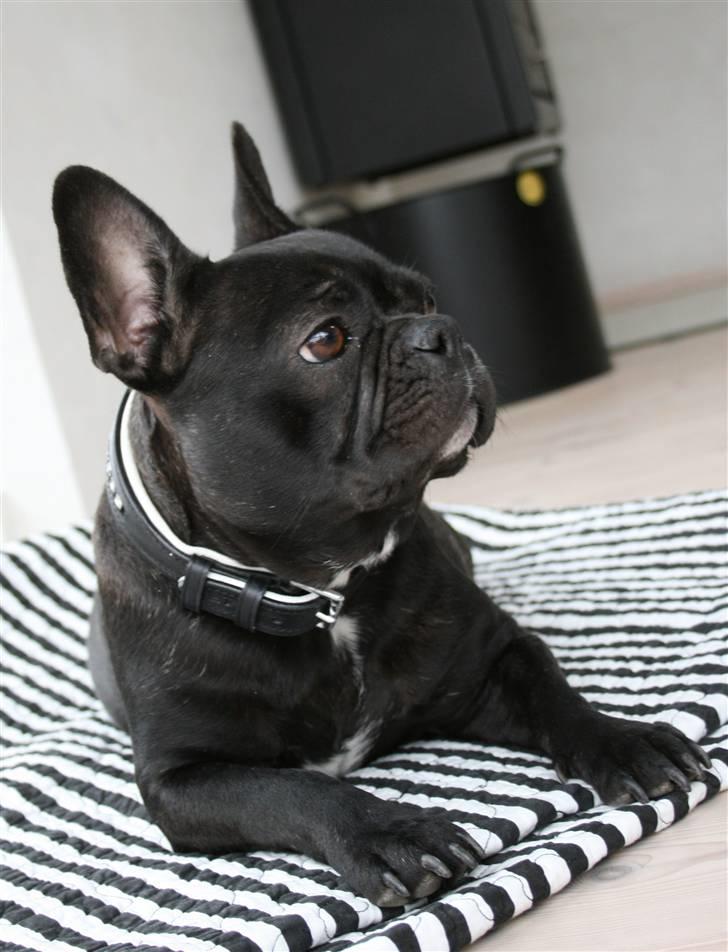 Fransk bulldog Tusnelda billede 12