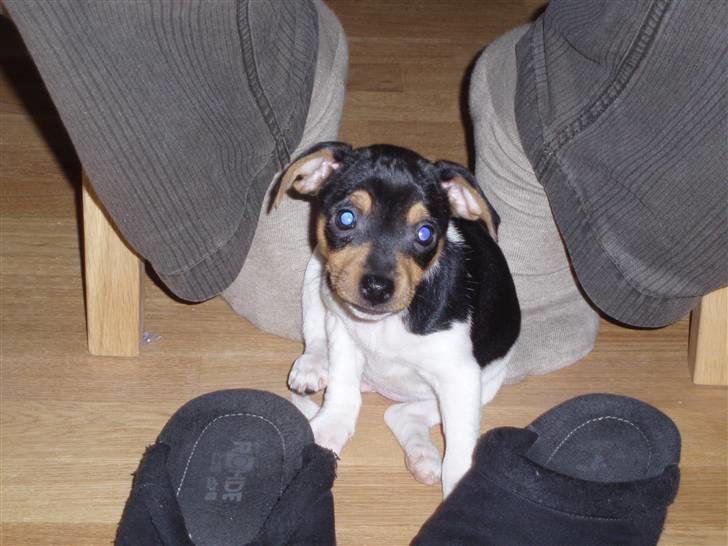 Dansk svensk gaardhund Sola billede 6