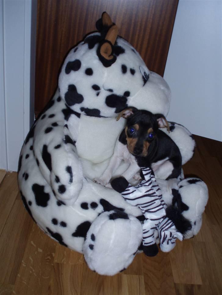Dansk svensk gaardhund Sola billede 7
