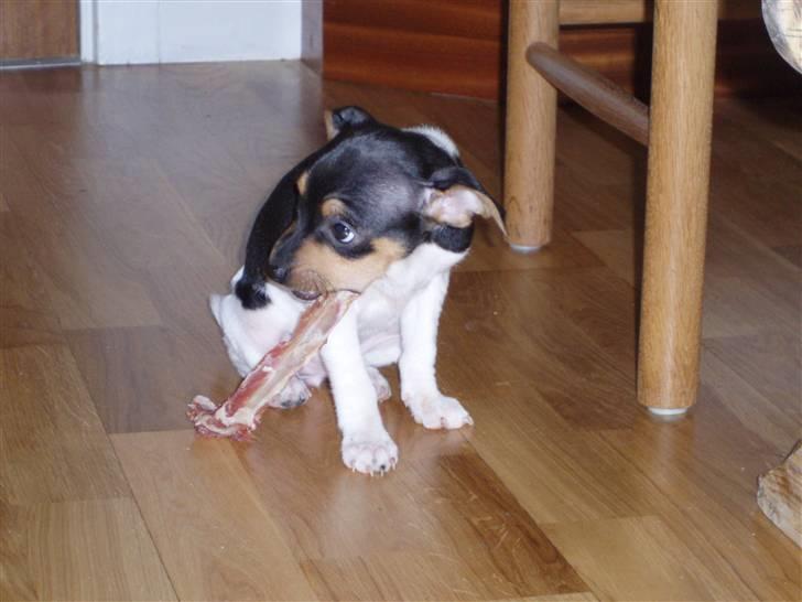Dansk svensk gaardhund Sola billede 8