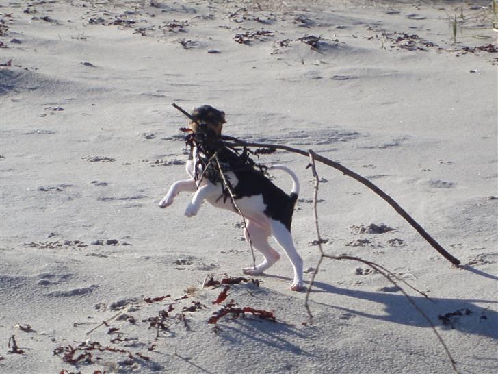 Dansk svensk gaardhund Sola billede 9