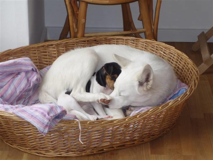 Dansk svensk gaardhund Sola billede 10