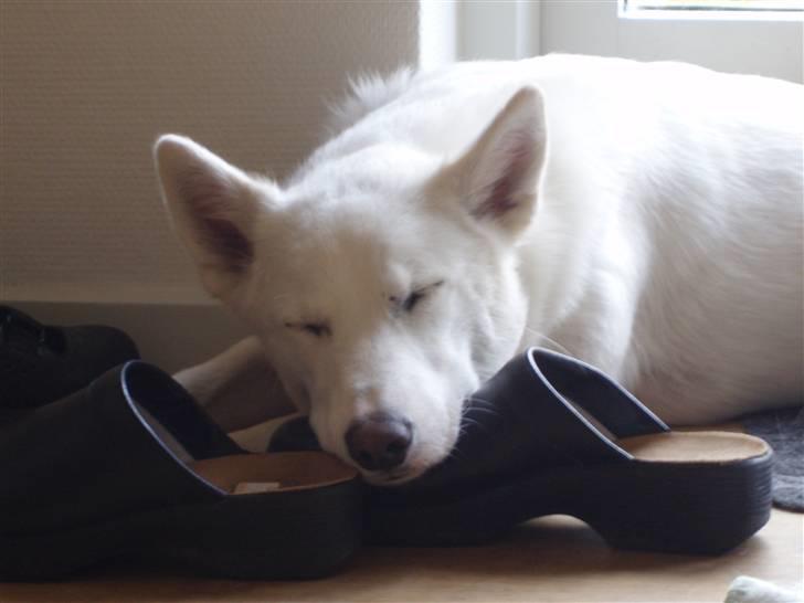 Blanding af racer Pure billede 6