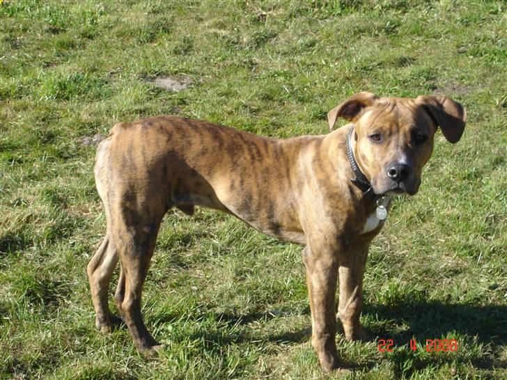 Amerikansk staffordshire terrier Terkil - Kom lad os lege billede 1