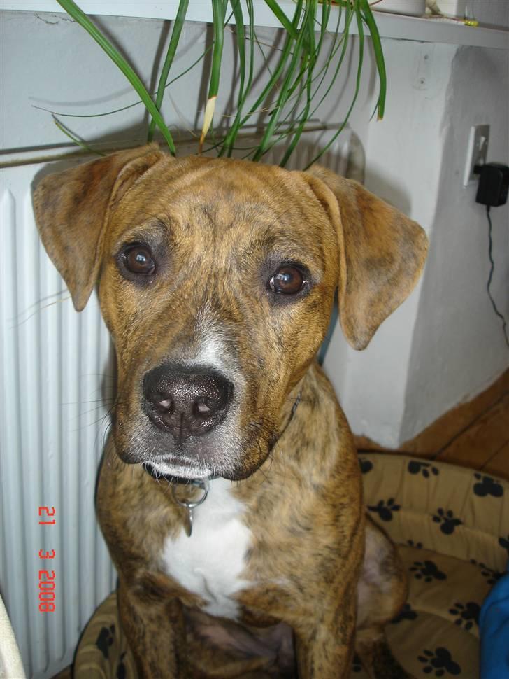 Amerikansk staffordshire terrier Terkil - Er han ikke fin:) billede 2