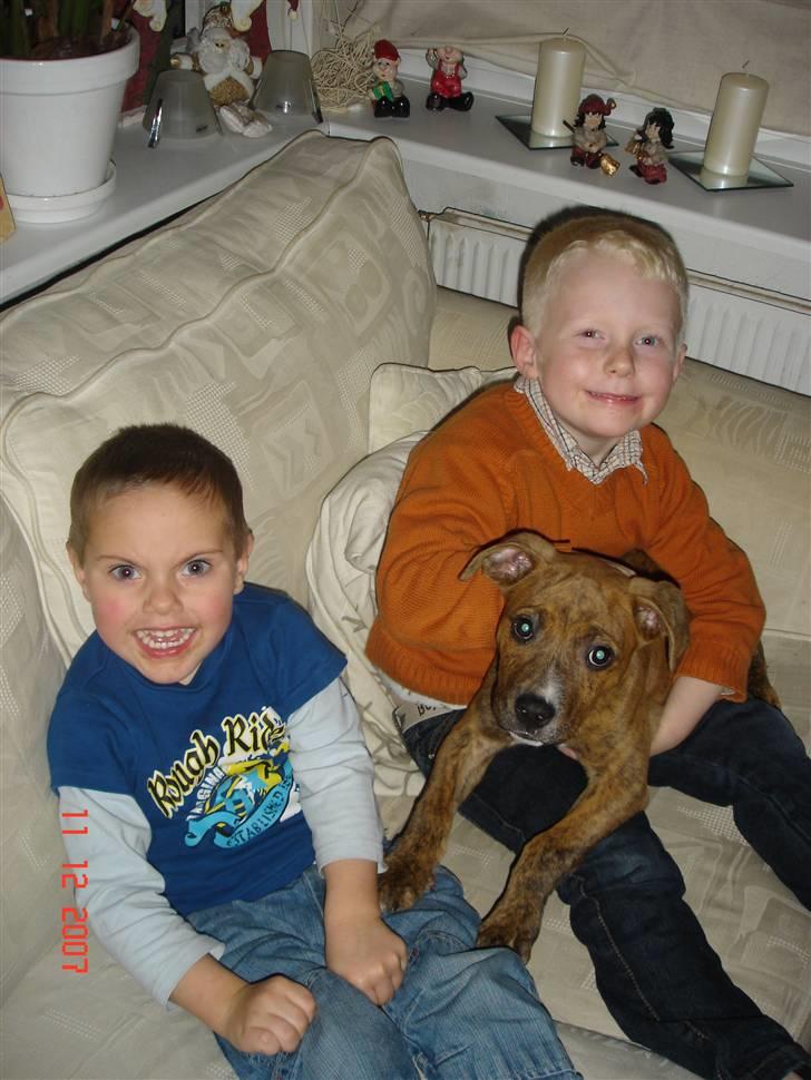 Amerikansk staffordshire terrier Terkil - Terkil, Zander og Marcus..... billede 3
