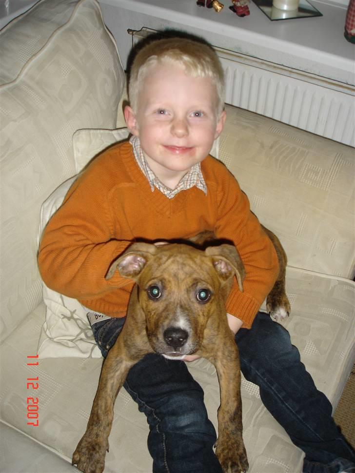 Amerikansk staffordshire terrier Terkil - Terkil og Zander billede 4