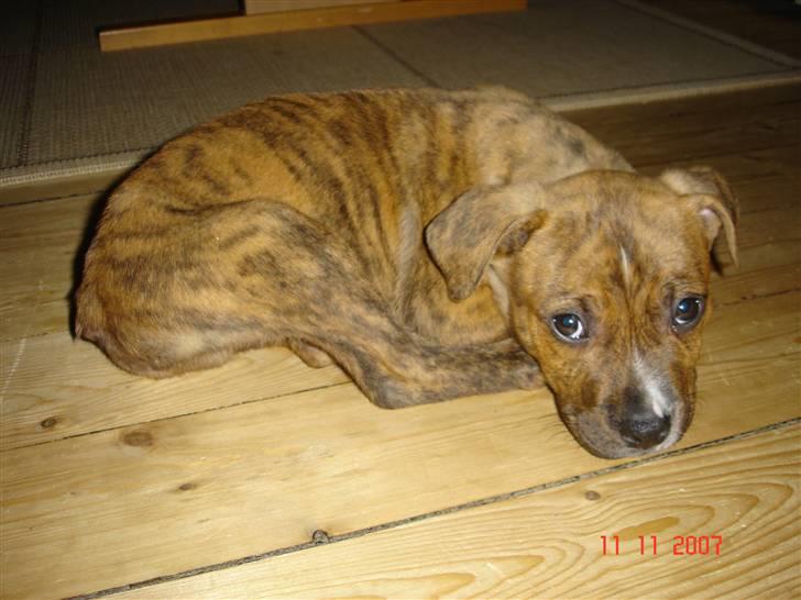 Amerikansk staffordshire terrier Terkil - Baby Terkil:) billede 5