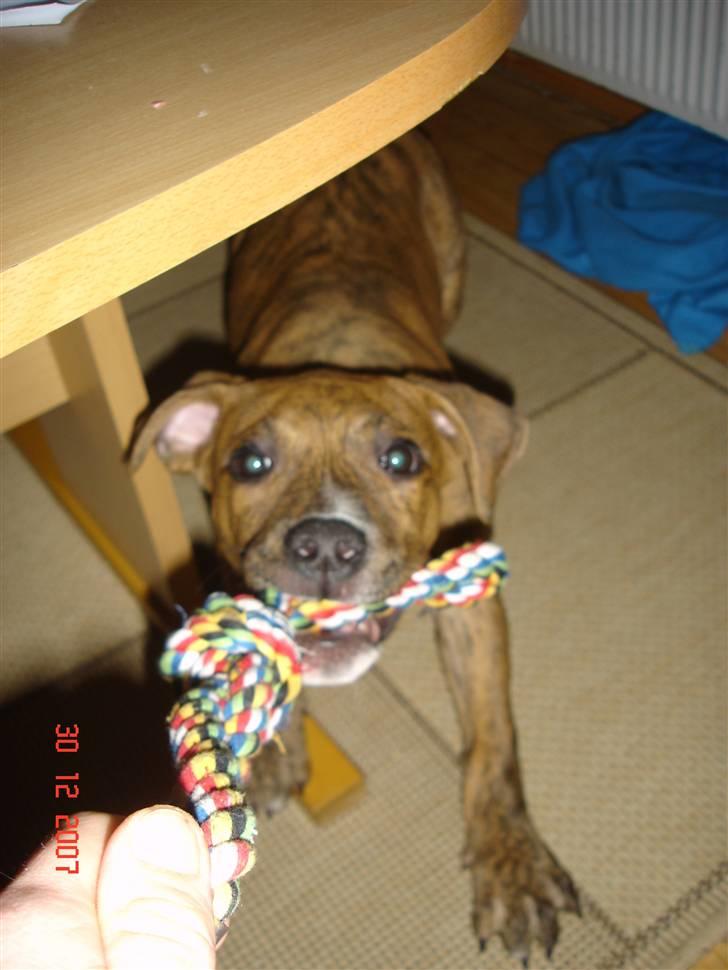 Amerikansk staffordshire terrier Terkil - Kom så far, hvem er stærkest.... billede 6