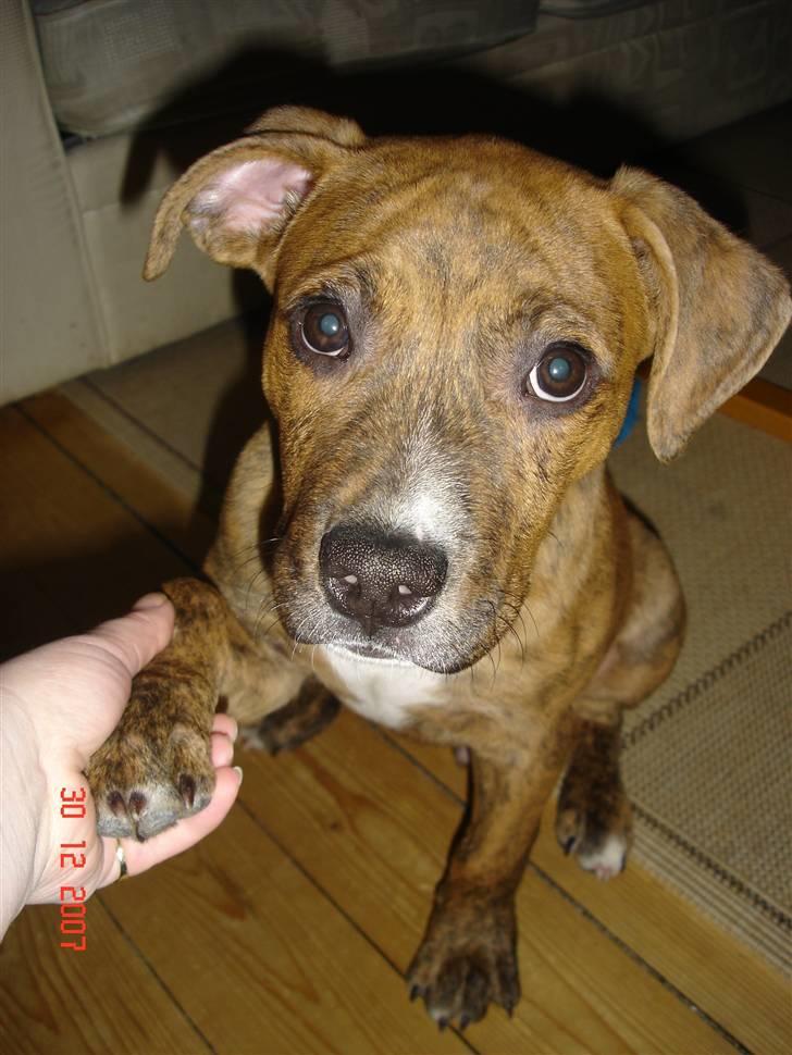 Amerikansk staffordshire terrier Terkil - Hej... billede 7