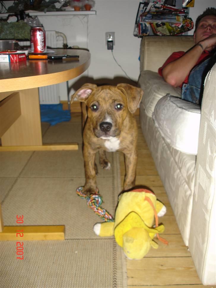 Amerikansk staffordshire terrier Terkil - Jeg skal nok blive stor en dag:) billede 8