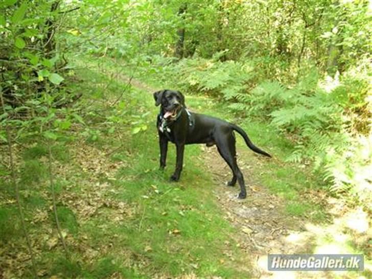 Blanding af racer Bølle Boxador - Bølle i skoven billede 7