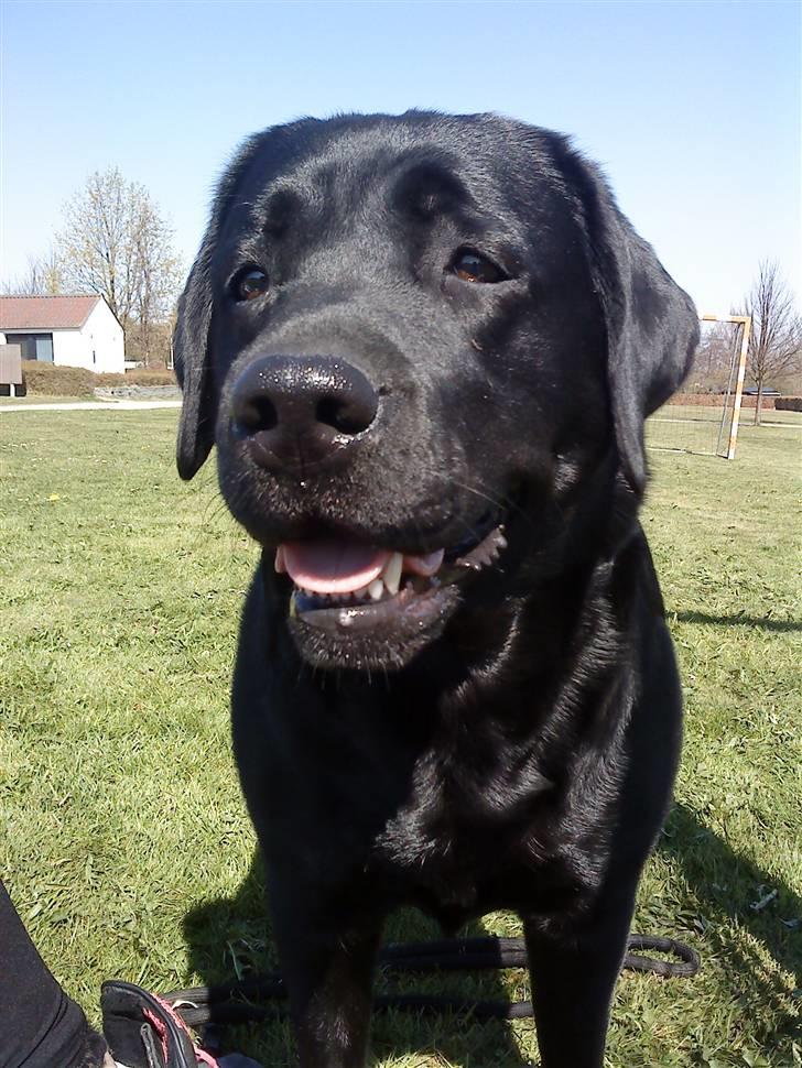 Labrador retriever gini - gisder du lade mig være mor . du er ireterdne  billede 1