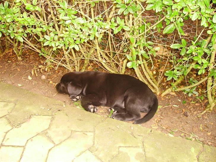 Labrador retriever gini - den busk savner jeg , jeg kan ik ligge det mere ,  billede 2