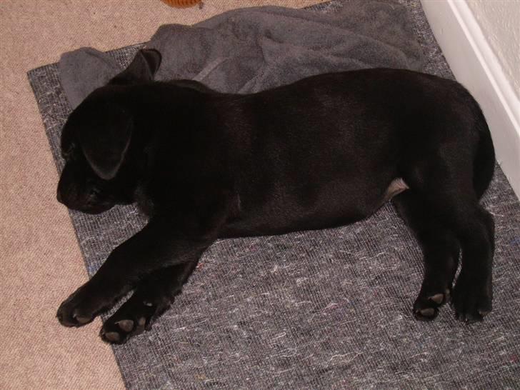 Labrador retriever gini - nu har jeg lagt mig på siden , jeg er godt trat vi har lige været på stranden  billede 3