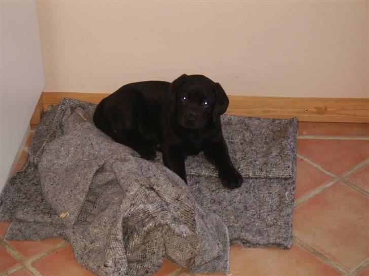 Labrador retriever gini - det er meget underligt , (;  billede 4