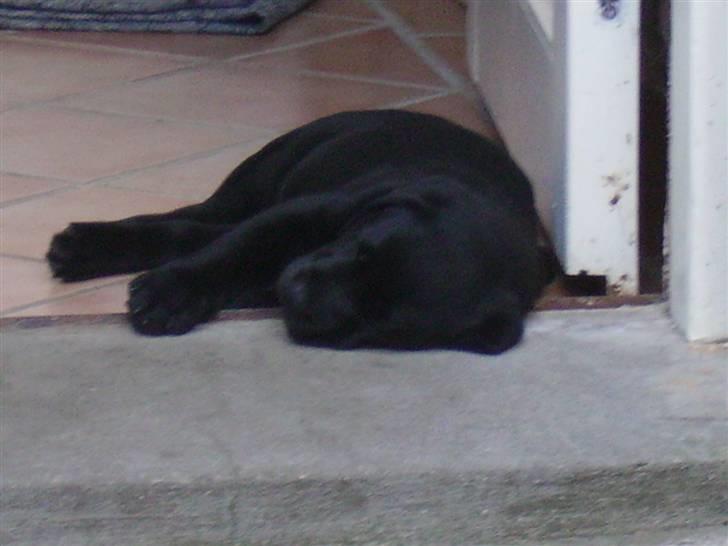 Labrador retriever gini - det gør lidt ondt på den kant det  billede 5