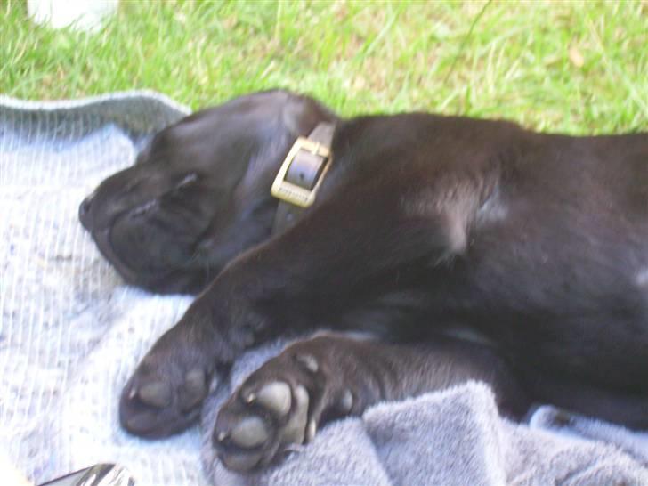 Labrador retriever gini - jeg er godt træt nu når jeg er så lille billede 6