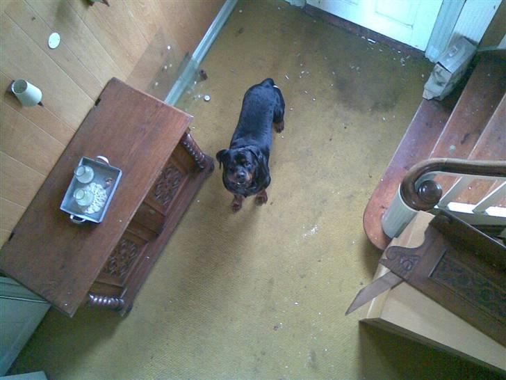 Rottweiler max - jeg er i mit legehus billede 11