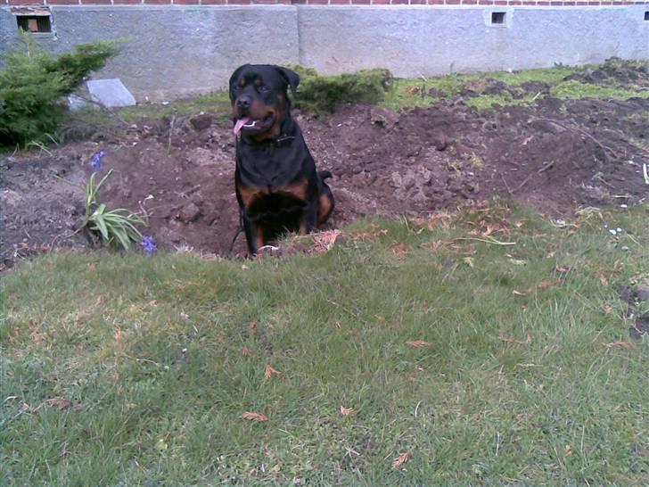 Rottweiler max - Se et flot stort hul jeg har gravet billede 12