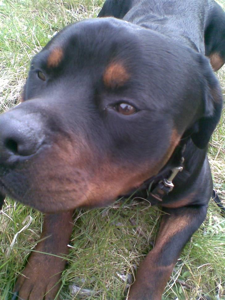 Rottweiler max - hva det? billede 13