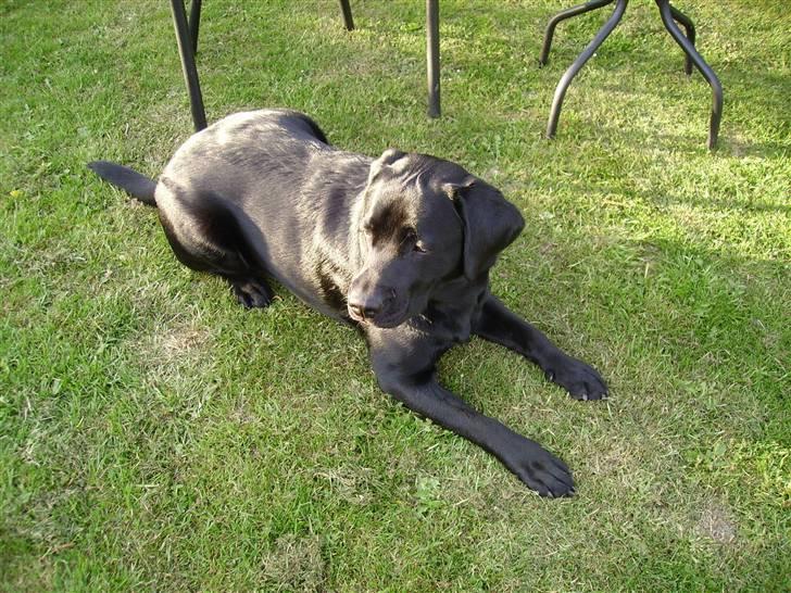 Labrador retriever gini - hvad vil du , kom så lad os lege  billede 7