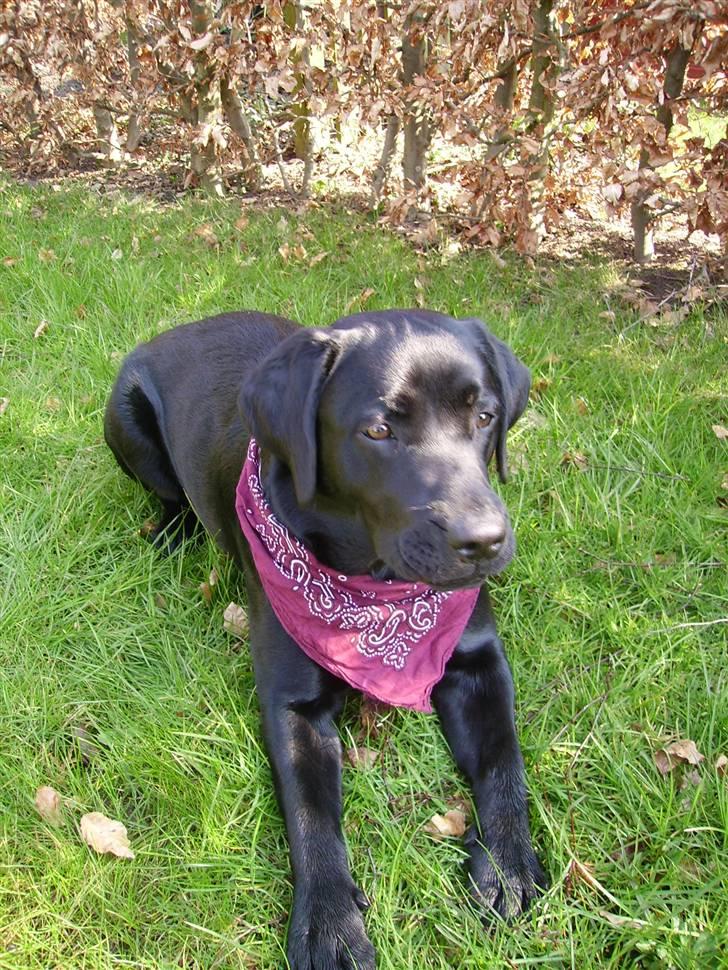 Labrador retriever gini - jeg elsker den klud her , dér står på "I Love Cats , men det gør jeg ik jeg hader dem  billede 8