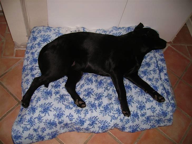 Labrador retriever gini - mit nyeste tæppe mmmmmmmmmm, det dejligt .  billede 9