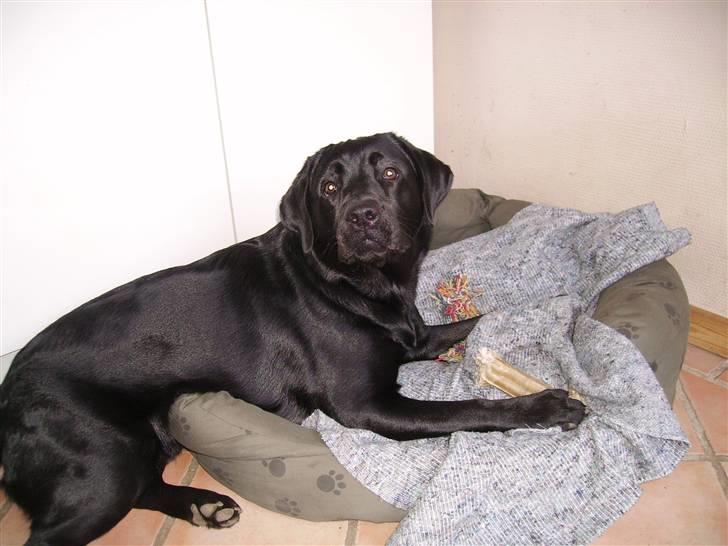 Labrador retriever gini - hvad er det du har der mor billede 10