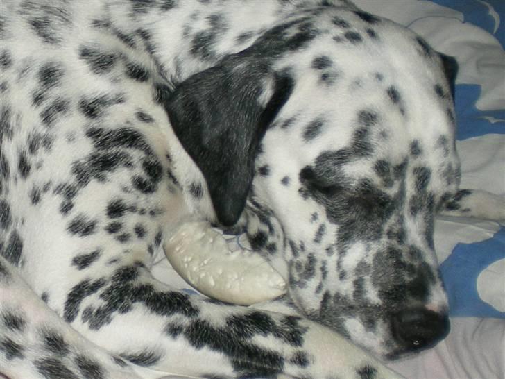 Blanding af racer Diva R.I.P billede 17