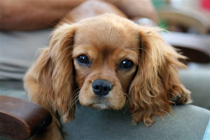 Cavalier king charles spaniel Baja billede 1