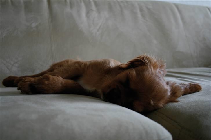 Cavalier king charles spaniel Baja - Så er hun endnu engang faldet i søvn på sofaen..:-) billede 2