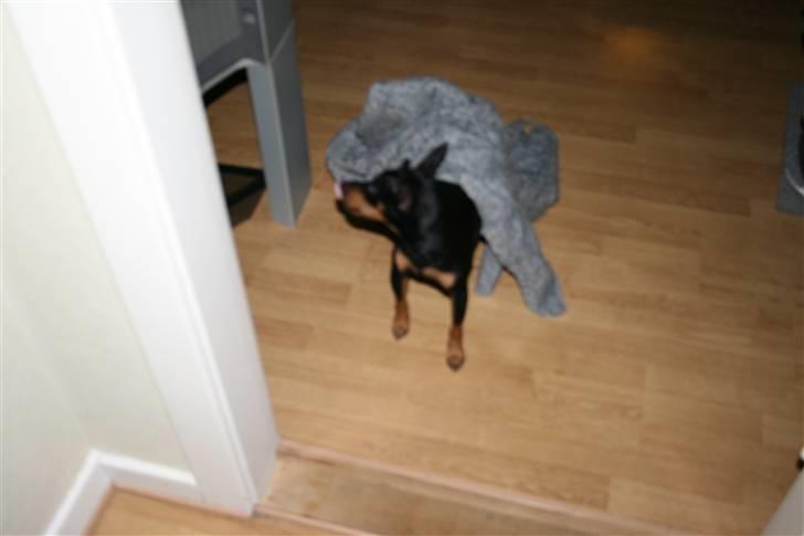 Dvaergpinscher Buster - det er meget svært at komme ud af sengen i sådan et vejr men det skal jo overståes(gåturen) billede 13