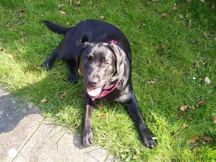 Labrador retriever gini - puha det er godt nok varmt her i solen  billede 11