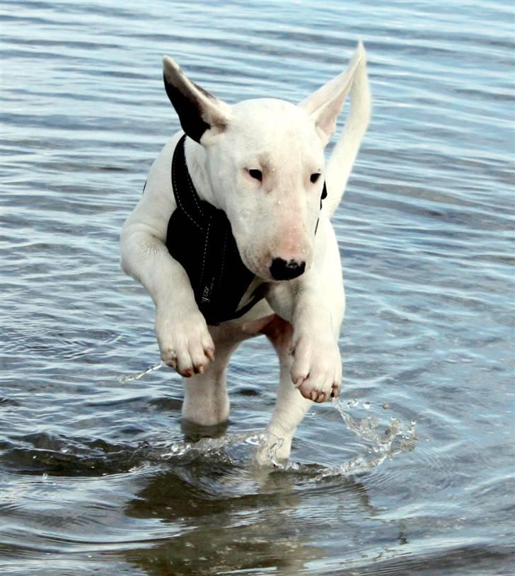 Bullterrier WB´s Auricle Amy (Båtte) - Yiiihaaa! billede 1