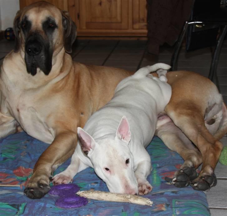 Bullterrier WB´s Auricle Amy (Båtte) - Flader lige ud med (på!) onkel Robin billede 2