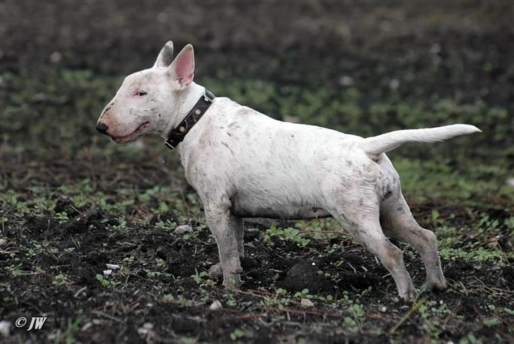 Bullterrier WB´s Auricle Amy (Båtte) - Tak Amy!! Good girl ;) billede 3