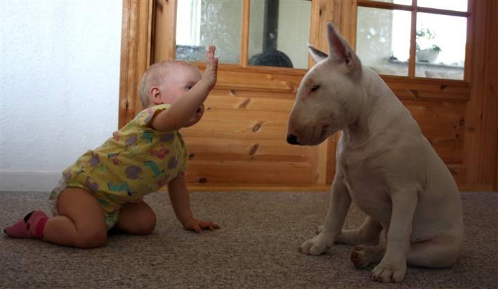 Bullterrier WB´s Auricle Amy (Båtte) - Amy lærer high 5 :) billede 4