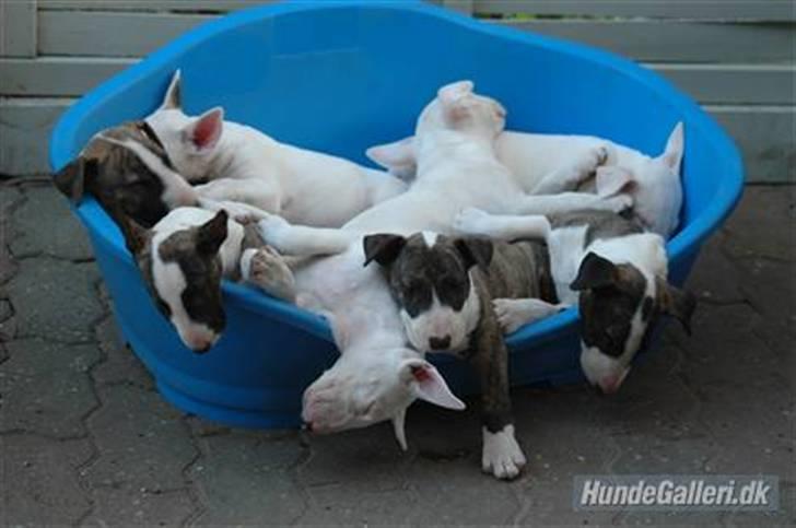 Bullterrier WB´s Auricle Amy (Båtte) - Familieportræt (pænt stillet op til fotografering) billede 5