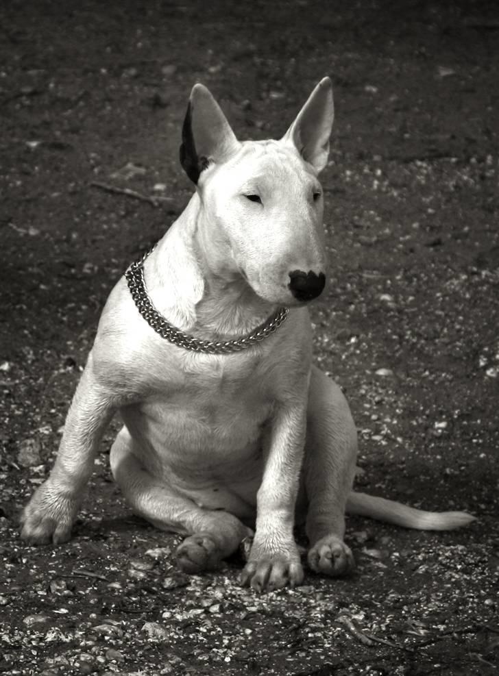 Bullterrier WB´s Auricle Amy (Båtte) billede 6