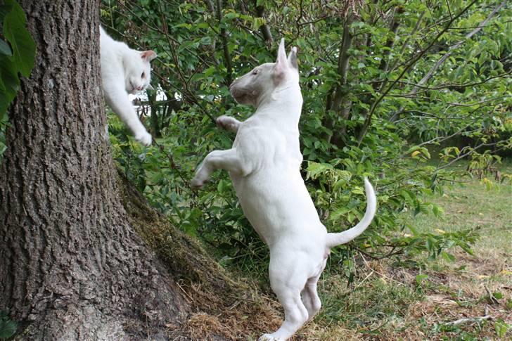 Bullterrier WB´s Auricle Amy (Båtte) - Uuhhh! Hvor katten kom du fra? billede 7