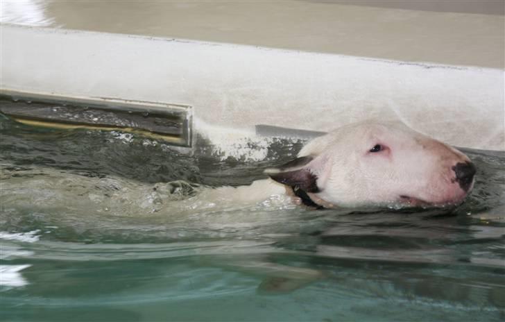 Bullterrier WB´s Auricle Amy (Båtte) - 3. gang til hundesvømning - Svømmer tæt ved kanten :0) billede 8