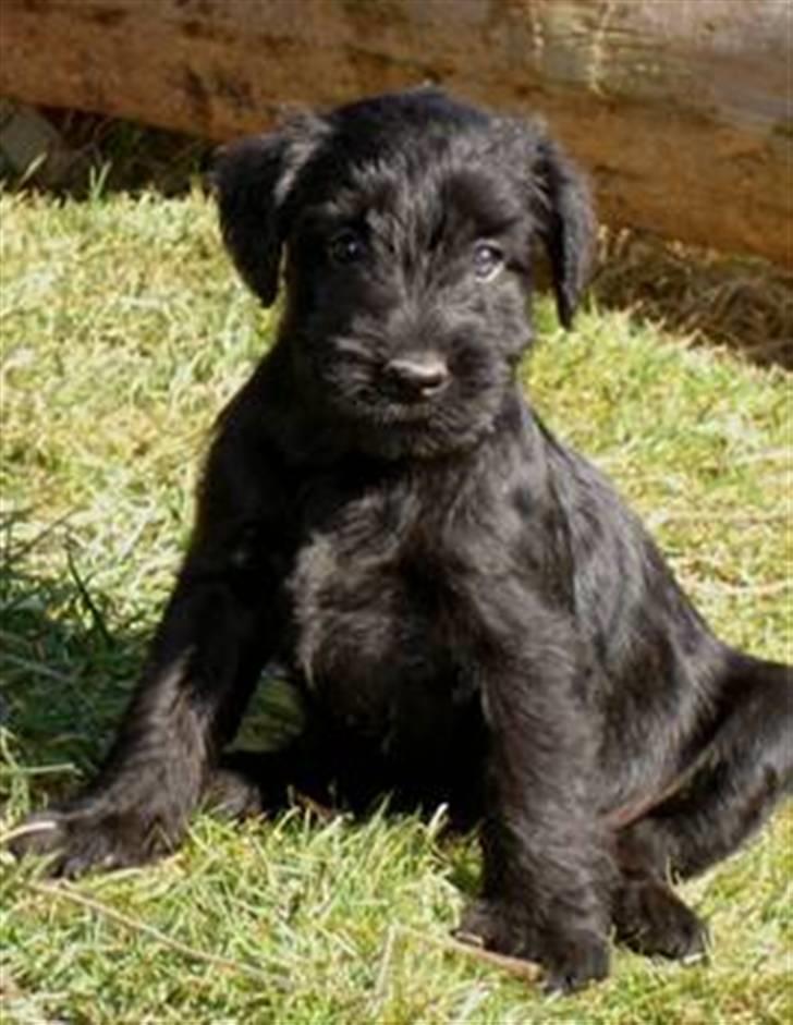 Blanding af racer Valle billede 1